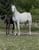 Annuncio cavallo