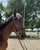 Annuncio cavallo