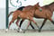 Annonce cheval