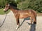 Horse ad