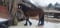 Horse ad
