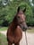 Horse ad