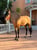 Anuncio de caballos