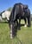 Horse ad