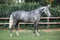Annuncio cavallo