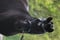 Annuncio cavallo