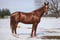 Horse ad