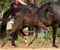 Horse ad