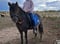 Horse ad