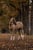 Annuncio cavallo
