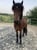 Horse ad