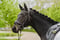 Annuncio cavallo