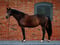 Horse ad