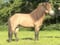 Horse ad