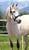 Annuncio cavallo