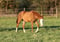 Annuncio cavallo