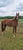Annuncio cavallo