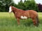 Annuncio cavallo