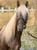 Annonce cheval