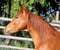 Anuncio de caballos