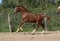 Horse ad
