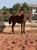 Horse ad