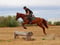 Annuncio cavallo