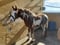 Annuncio cavallo