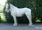 Horse ad