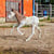 Horse ad