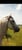 Horse ad
