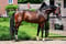 Annuncio cavallo