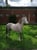 Horse ad