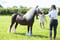 Horse ad
