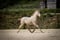 Annonce cheval