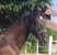 Horse ad