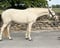 Horse ad