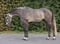 Annuncio cavallo