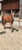 Horse ad