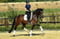 Annuncio cavallo