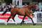 Horse ad