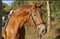 Annuncio cavallo