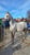 Horse ad
