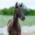 Horse ad