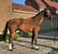 Paardadvertentie
