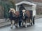 Horse ad