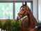 Anuncio de caballos