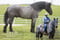 Paardadvertentie