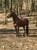 Horse ad