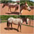 Anuncio de caballos